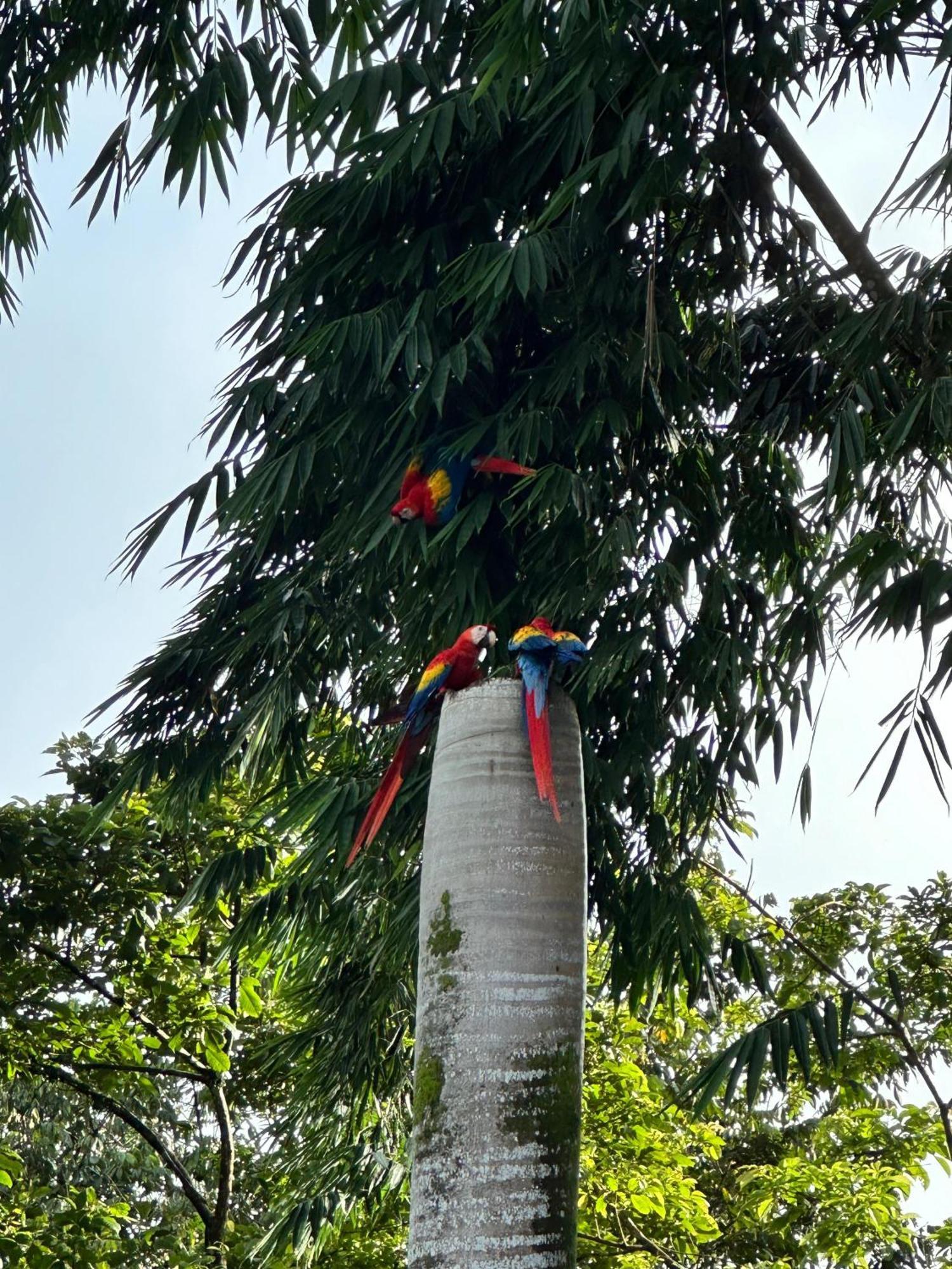 Hospedaje Colibri マヌエル・アントニオ エクステリア 写真
